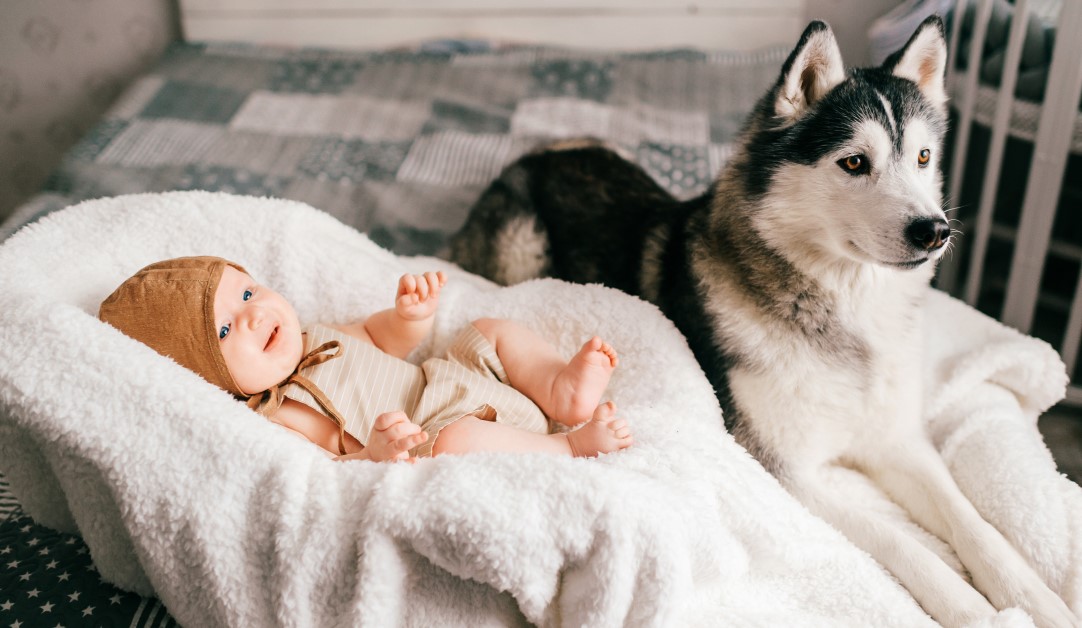 How to Prepare a Dog For a New Baby